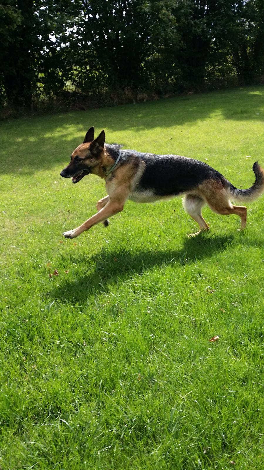 Schæferhund Tika billede 2