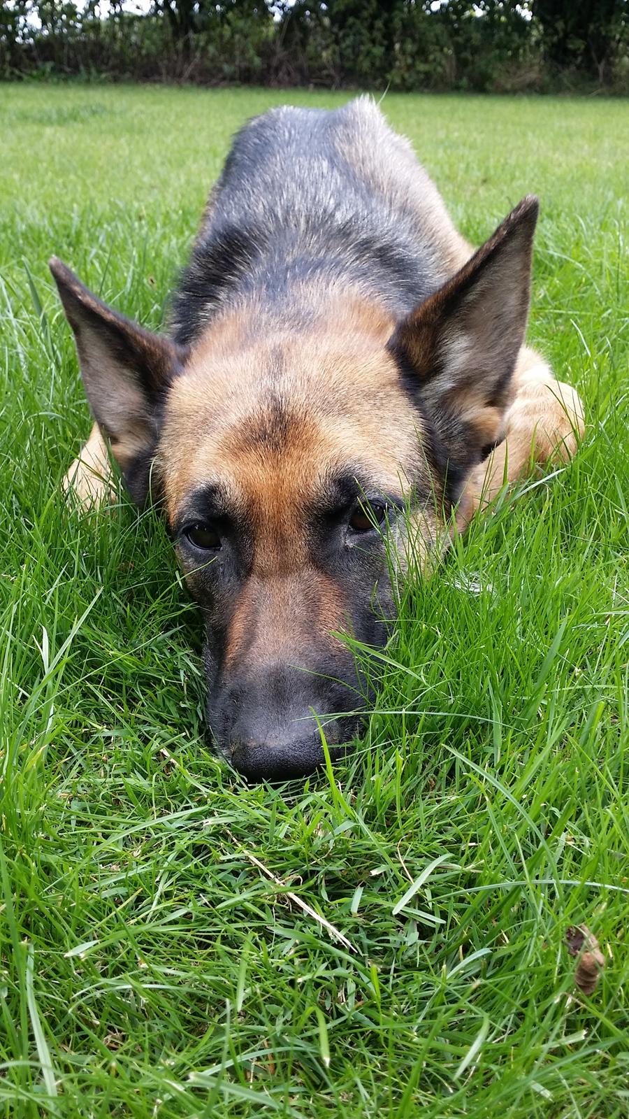 Schæferhund Tika billede 3