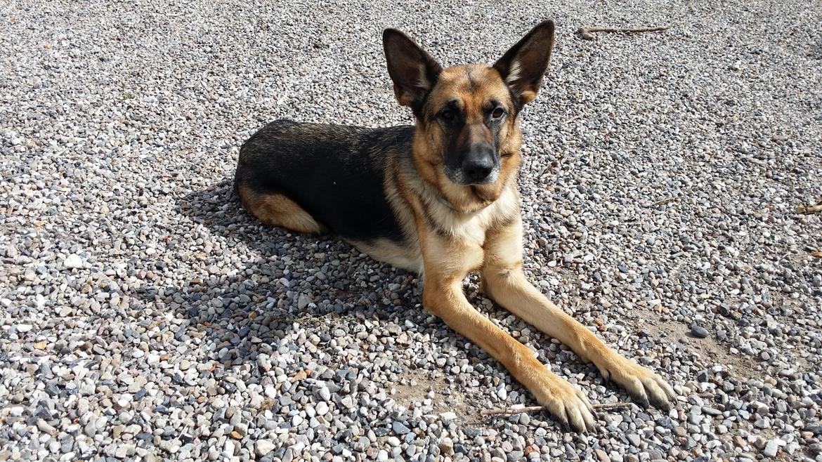 Schæferhund Tika billede 4