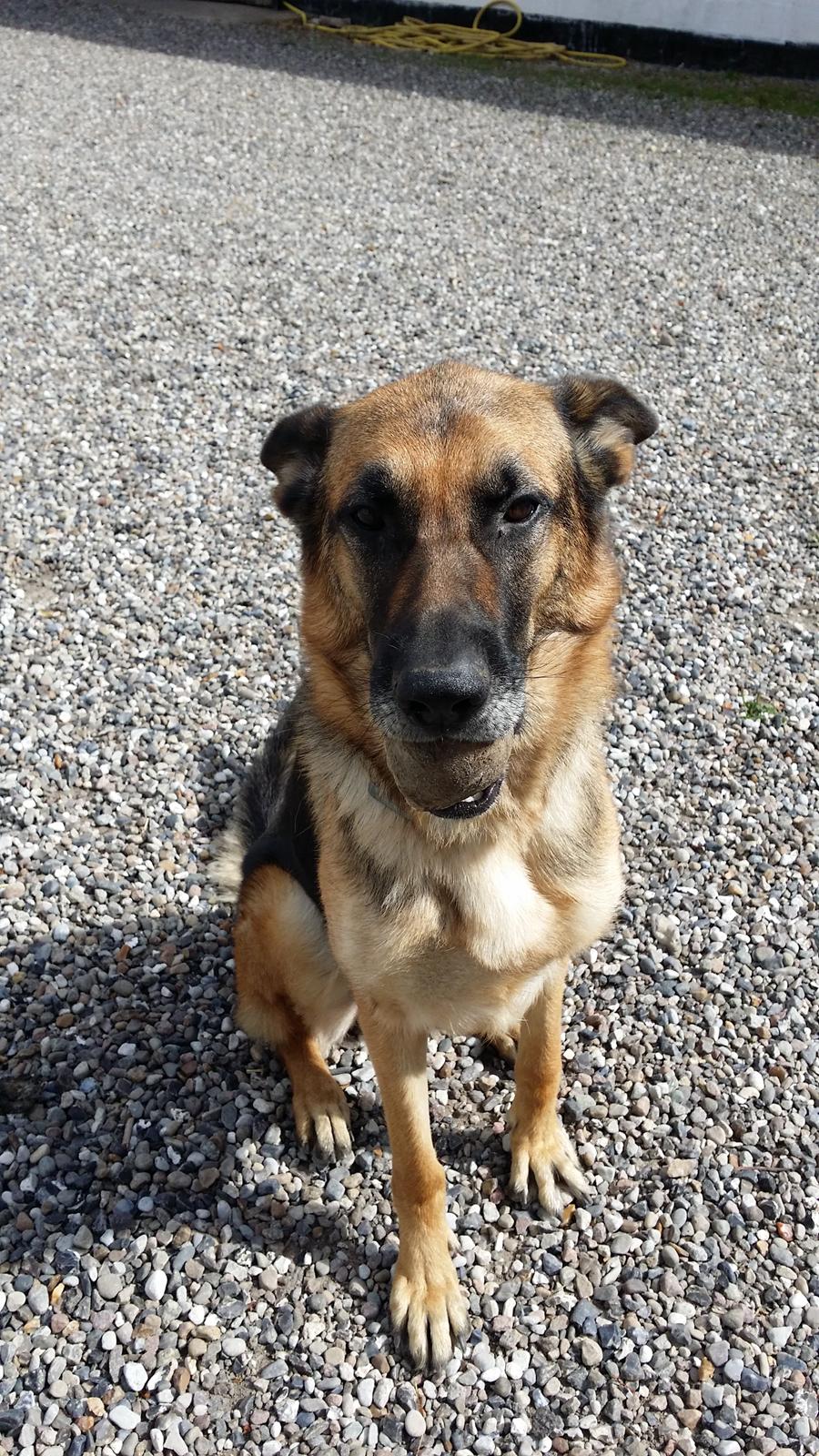 Schæferhund Tika billede 5