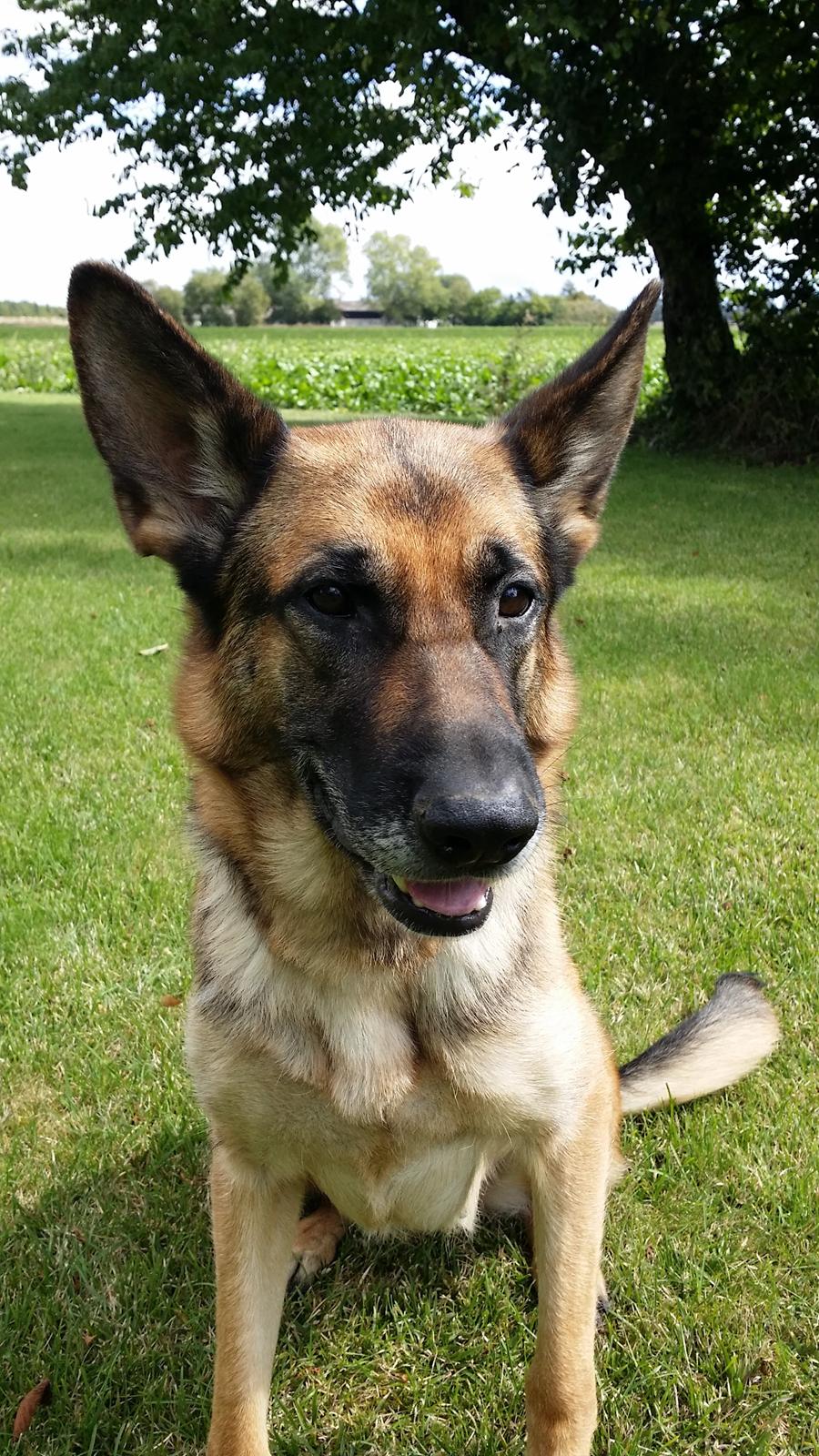 Schæferhund Tika billede 6