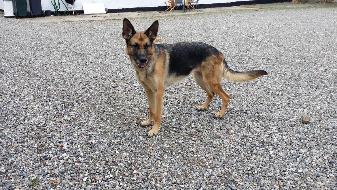 Schæferhund Tika billede 7