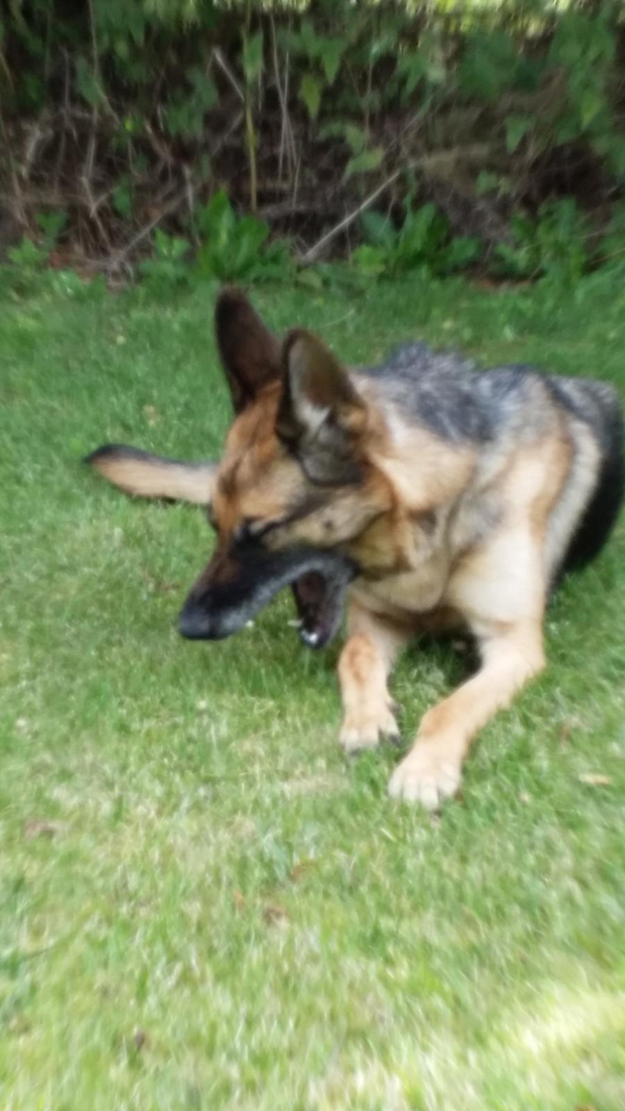 Schæferhund Tika billede 8