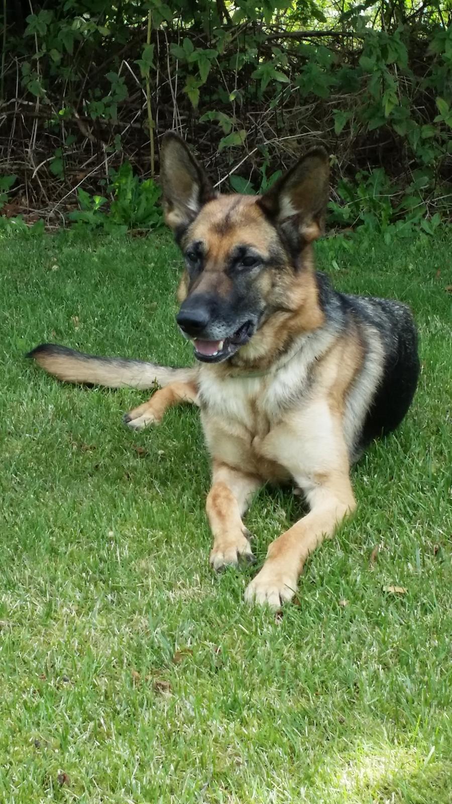 Schæferhund Tika billede 9