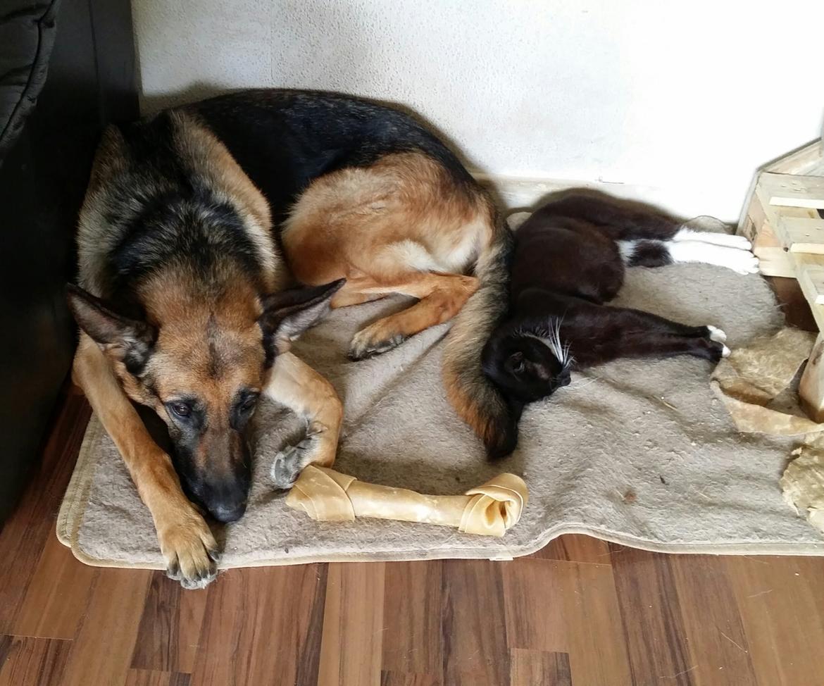 Schæferhund Tika billede 10