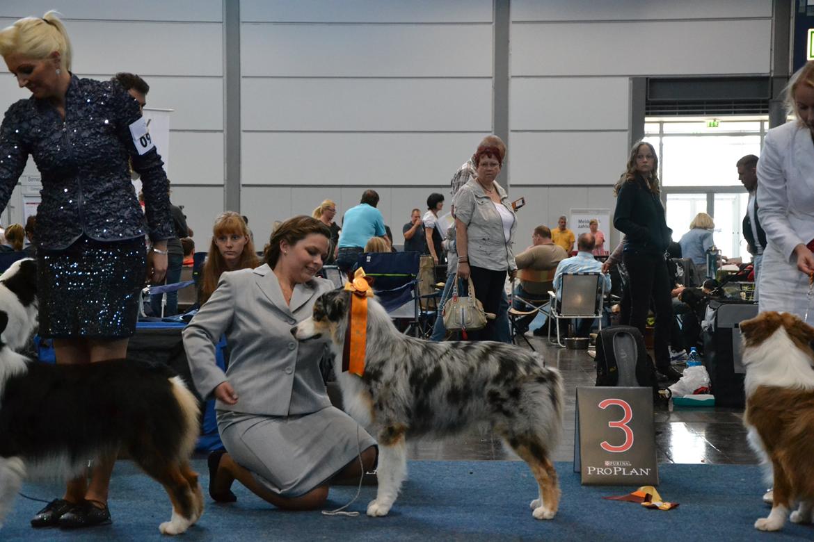 Australian shepherd Aston billede 20