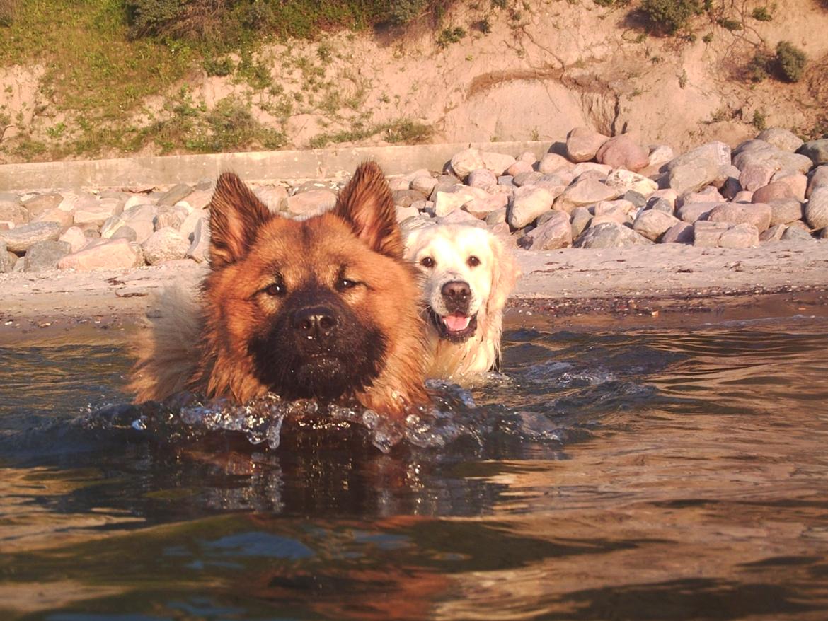 Eurasier Sally billede 20