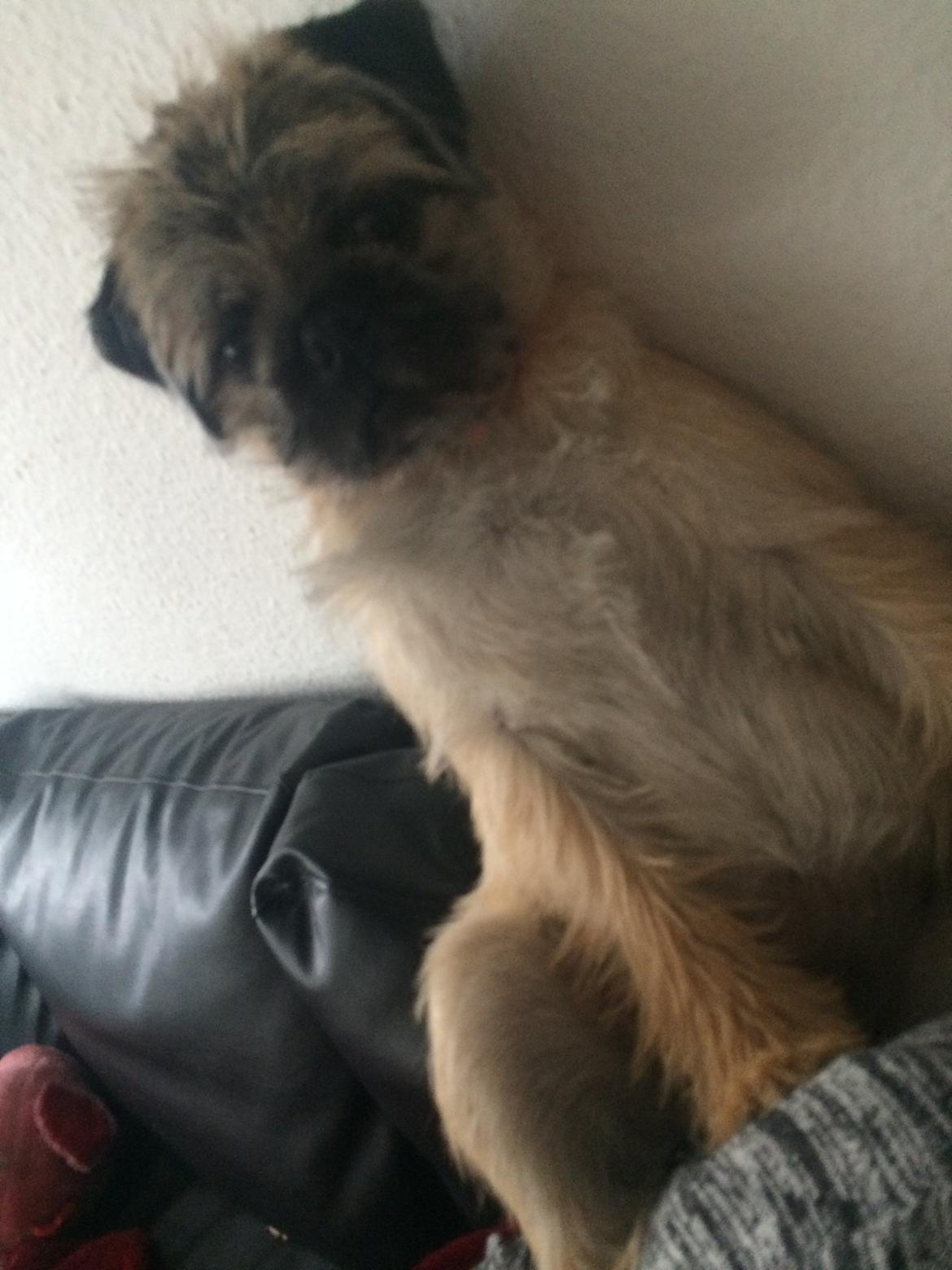 Blanding af racer Karla billede 30