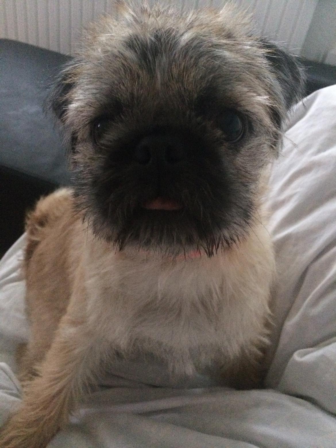 Blanding af racer Karla billede 32