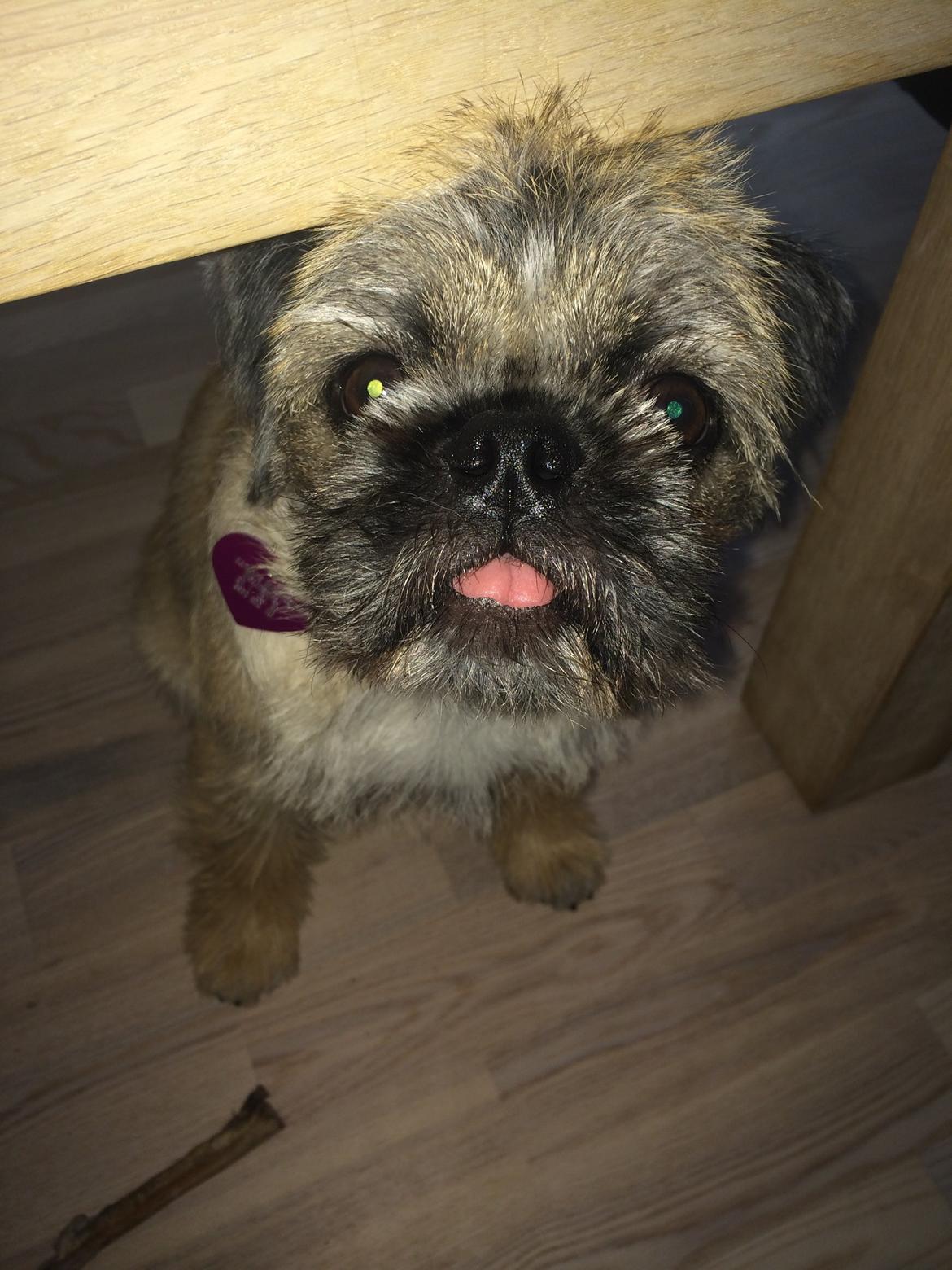 Blanding af racer Karla billede 33