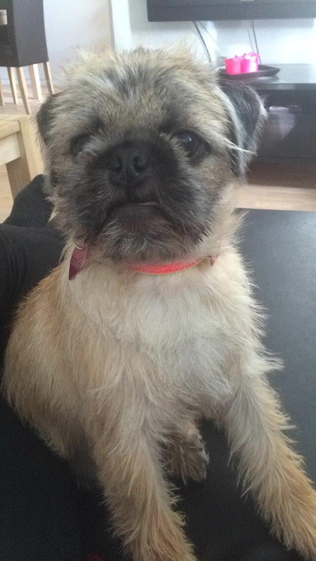 Blanding af racer Karla billede 31