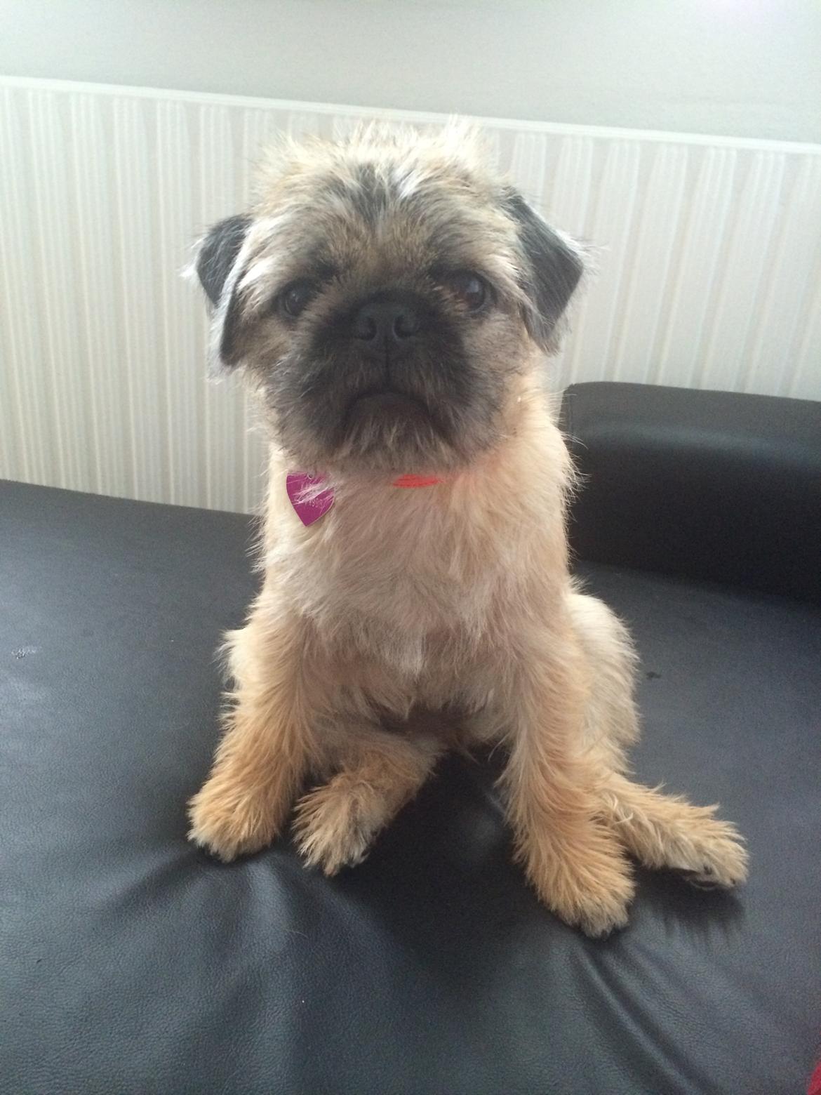 Blanding af racer Karla billede 34