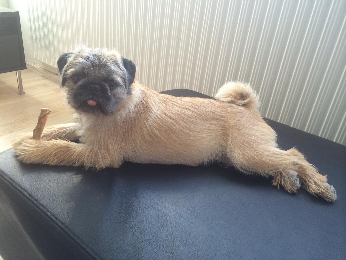 Blanding af racer Karla billede 35