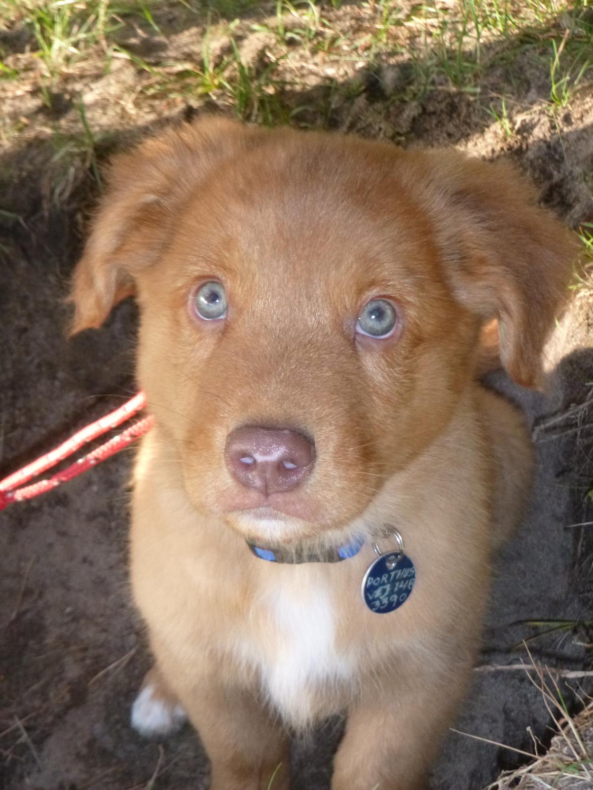 Nova scotia duck tolling retriever Maiko - 9 uger billede 4