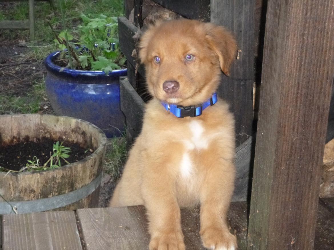 Nova scotia duck tolling retriever Maiko - 9 uger billede 5