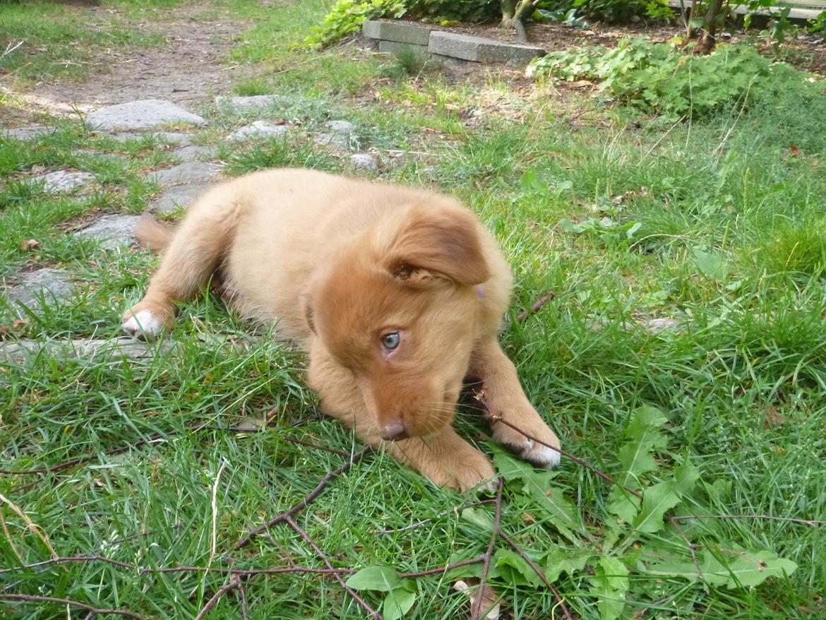 Nova scotia duck tolling retriever Maiko - 9 uger billede 6