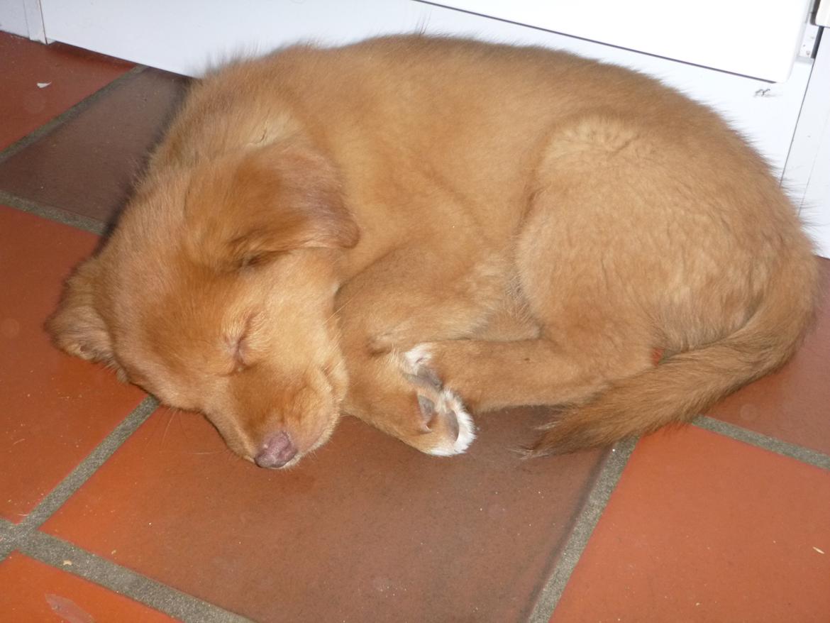 Nova scotia duck tolling retriever Maiko - 9 uger billede 7