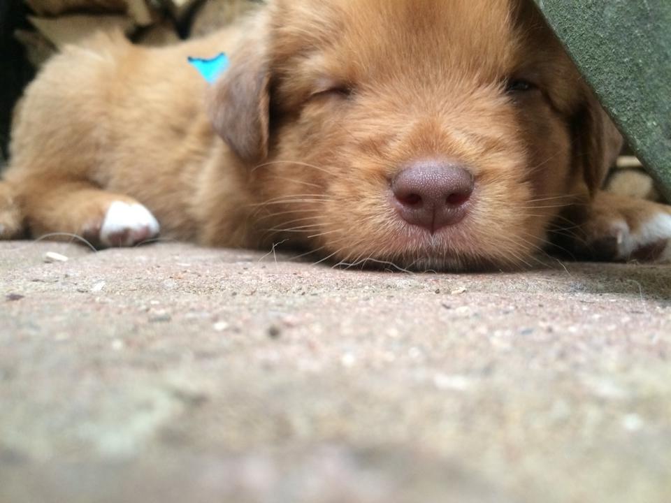 Nova scotia duck tolling retriever Maiko - 5 uger billede 12