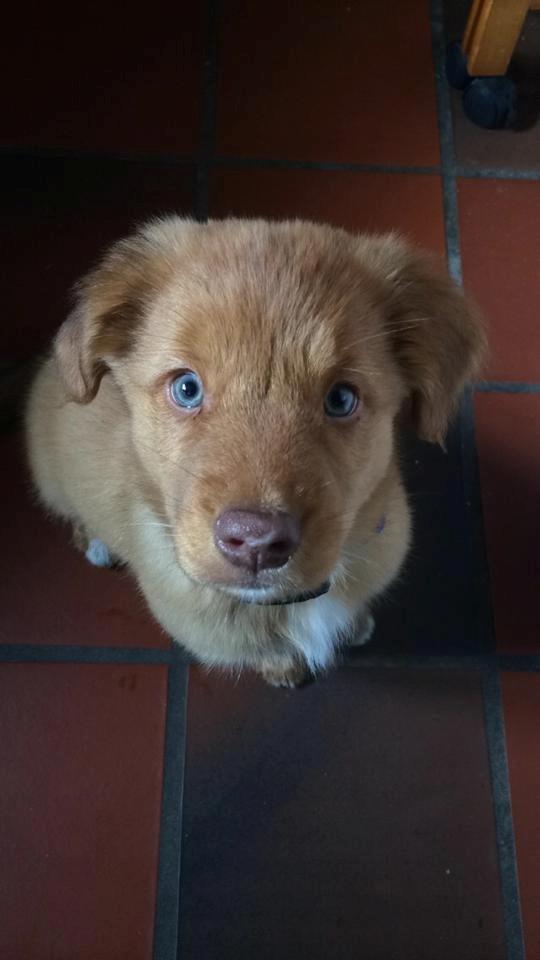 Nova scotia duck tolling retriever Maiko - 9 uger billede 3