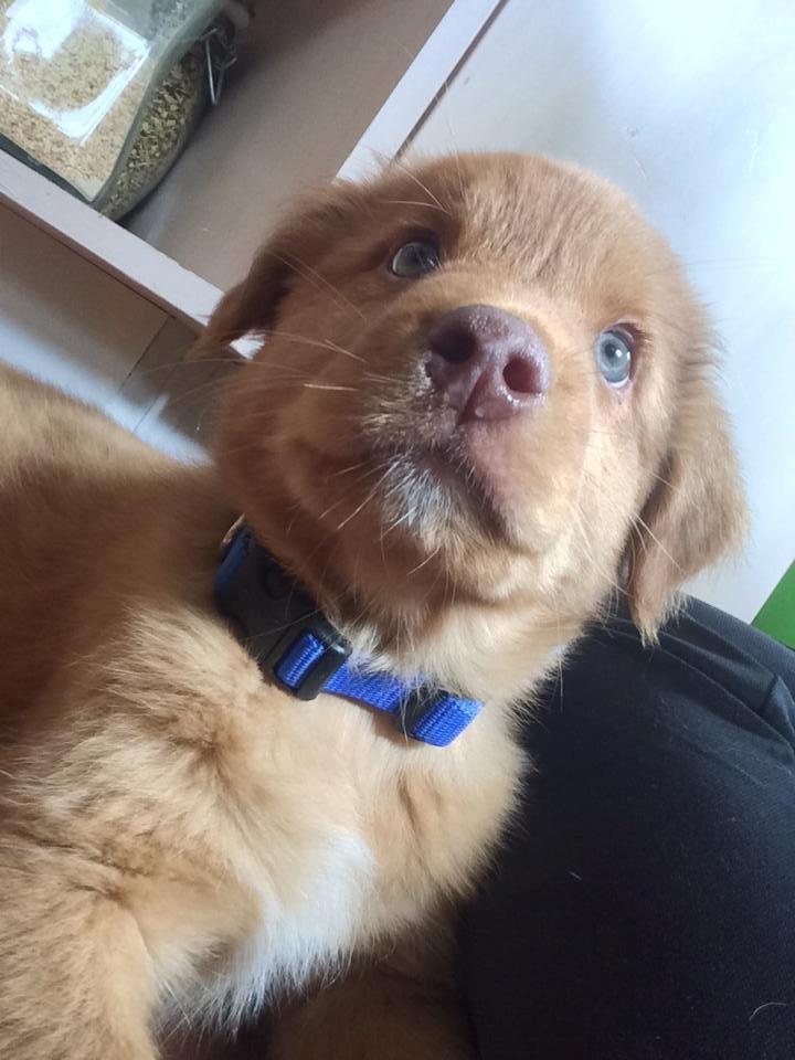 Nova scotia duck tolling retriever Maiko - 9 uger billede 13