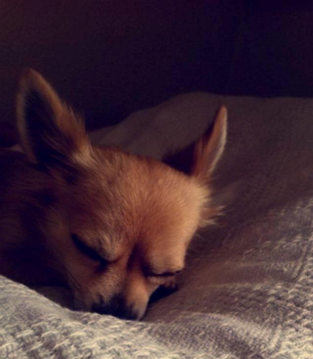 Chihuahua Cæsar billede 2