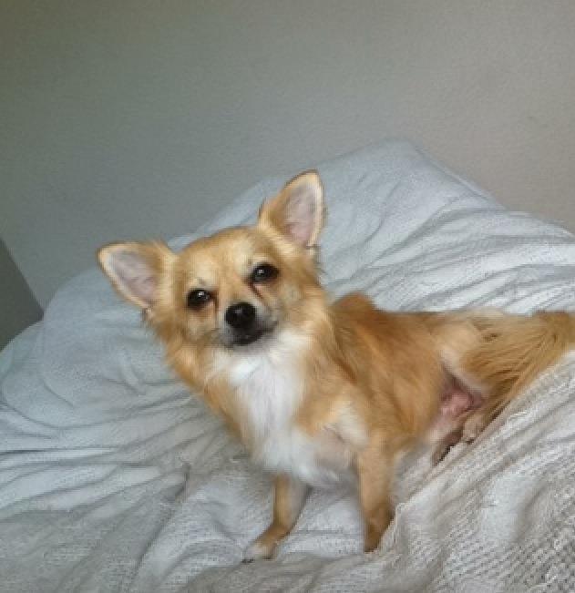 Chihuahua Cæsar billede 4