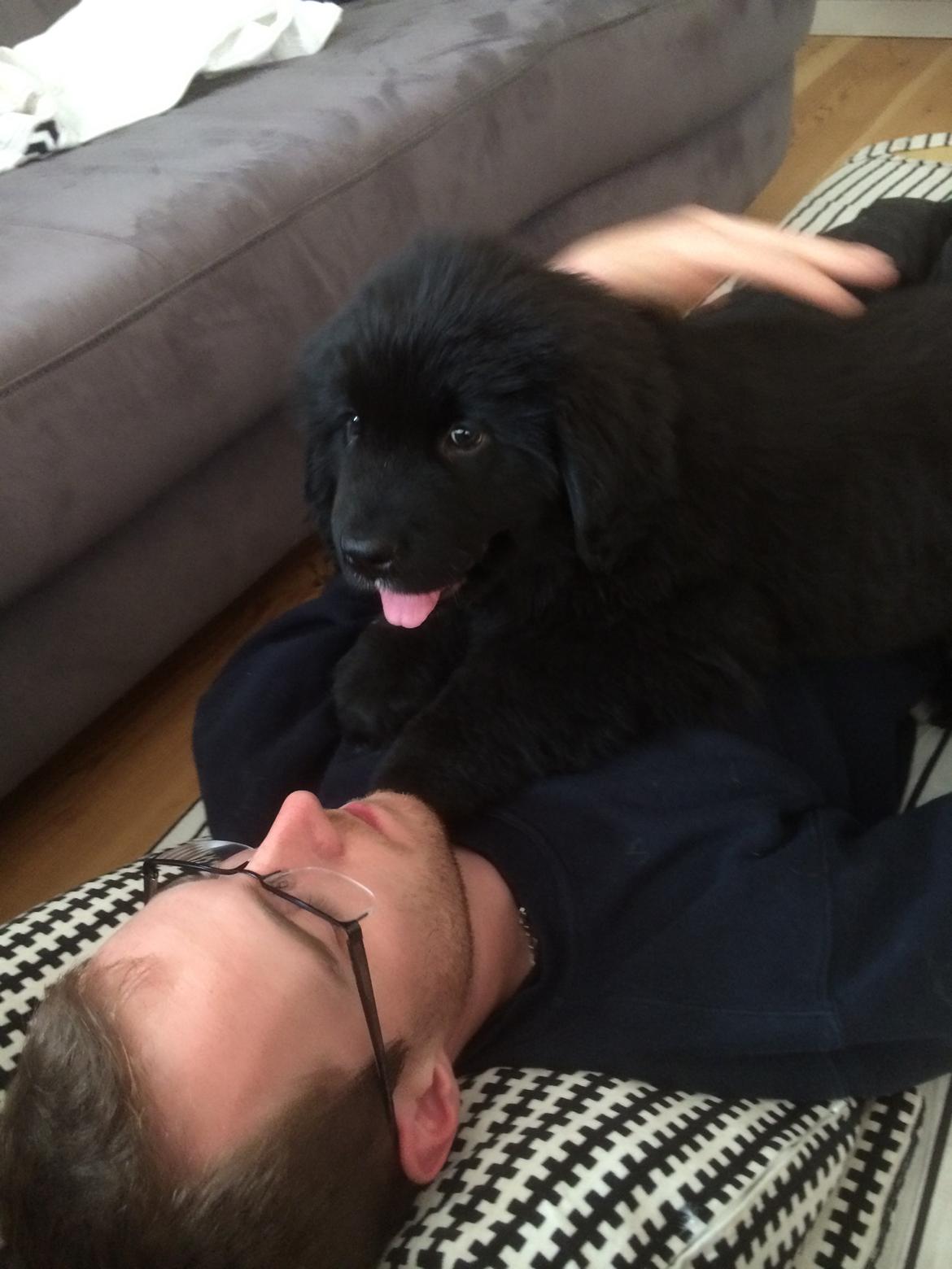 Newfoundlænder Lucas billede 9