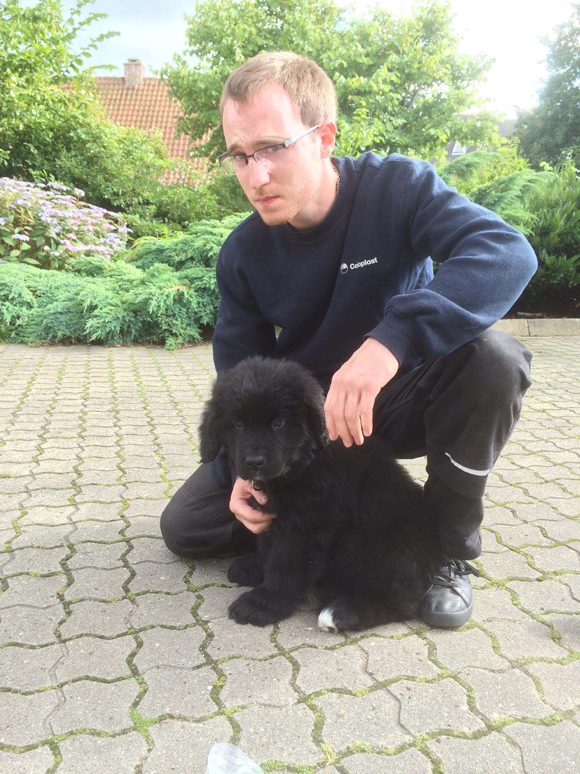 Newfoundlænder Lucas billede 10