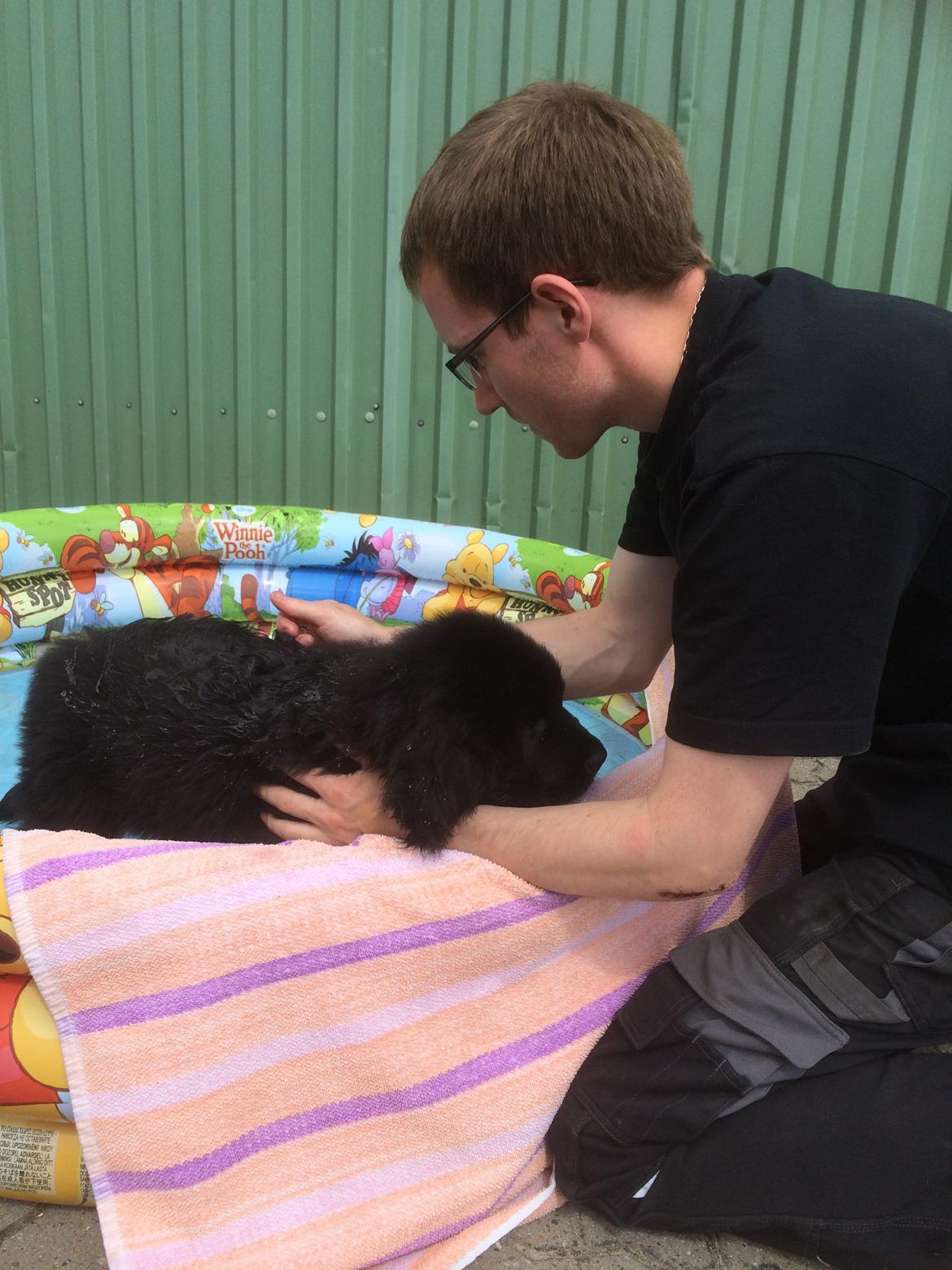 Newfoundlænder Lucas billede 11