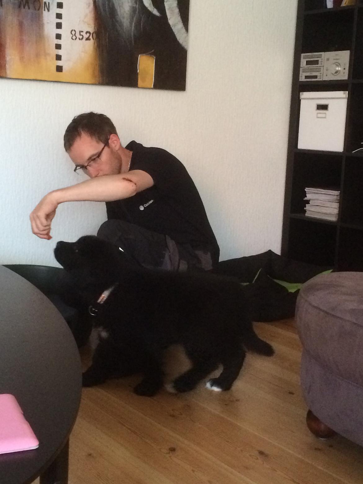 Newfoundlænder Lucas billede 12