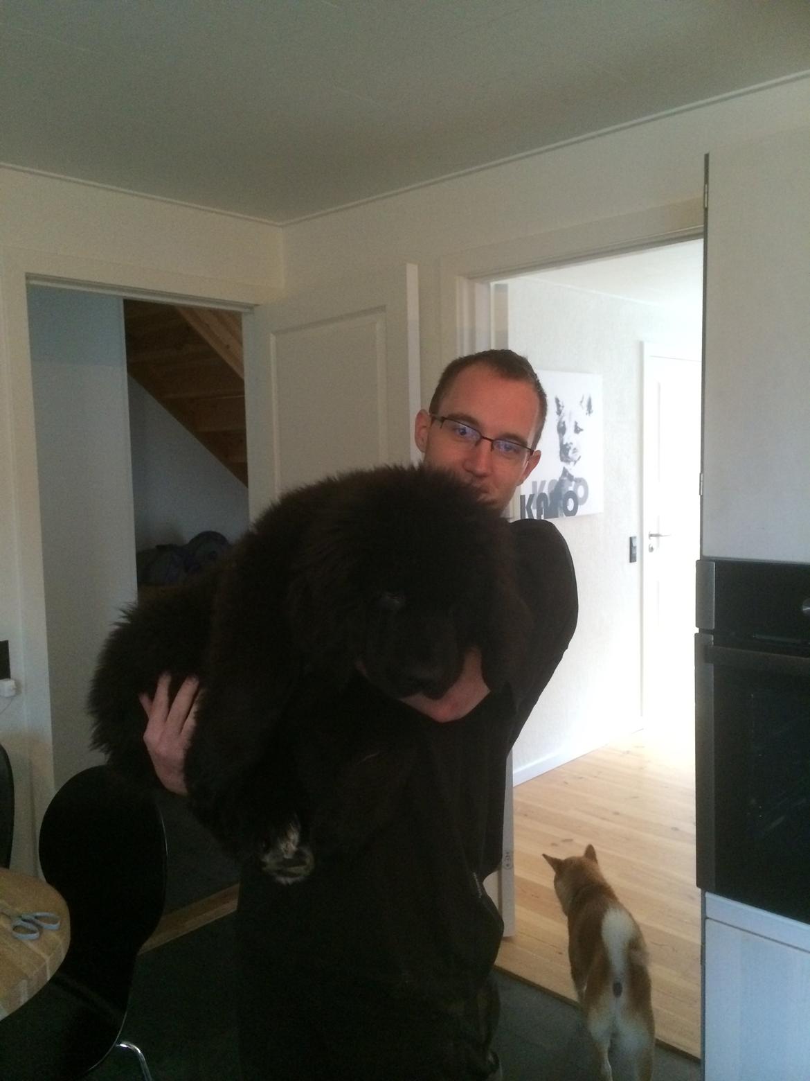 Newfoundlænder Lucas billede 13