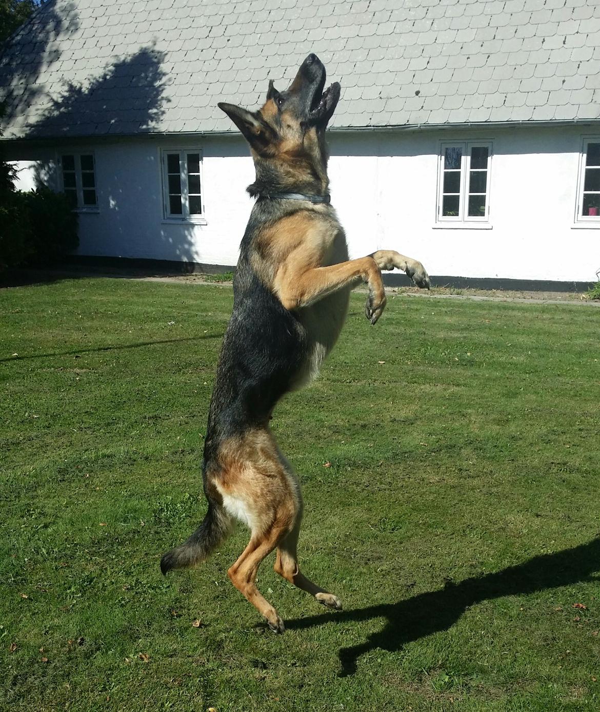 Schæferhund Tika billede 11