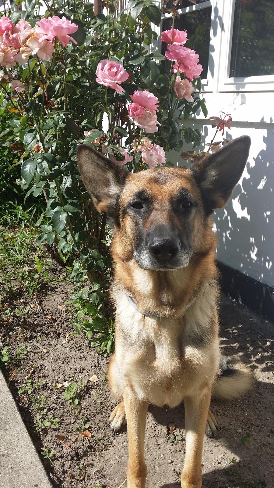 Schæferhund Tika billede 12