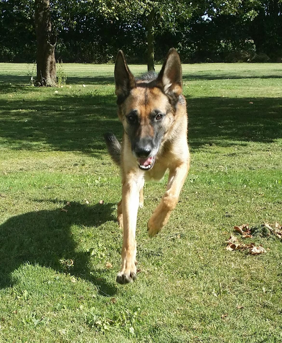 Schæferhund Tika billede 13