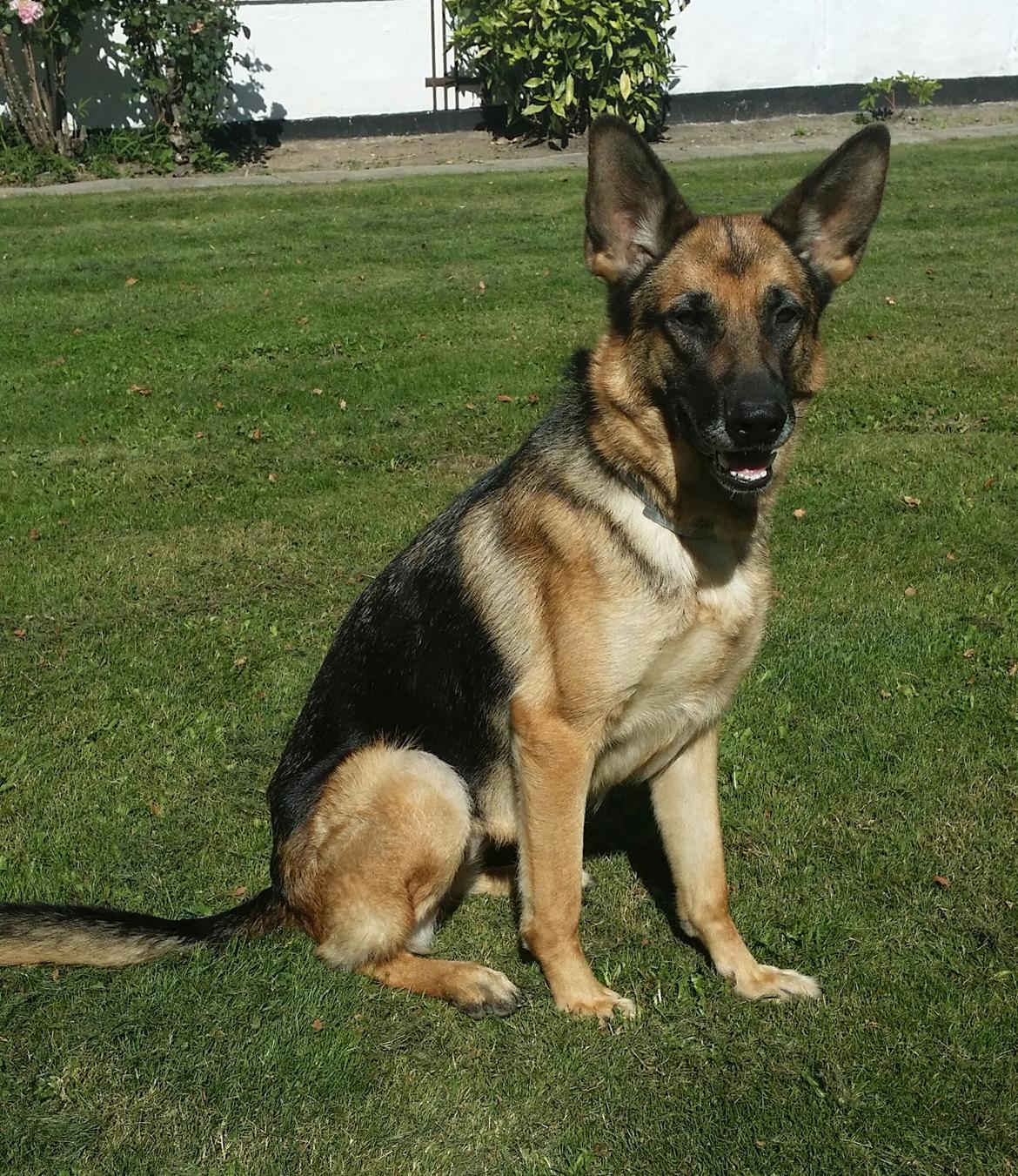 Schæferhund Tika billede 14