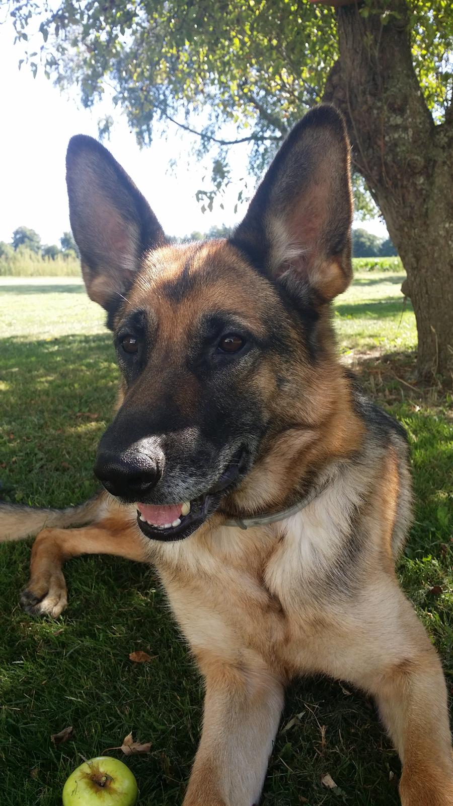 Schæferhund Tika billede 15