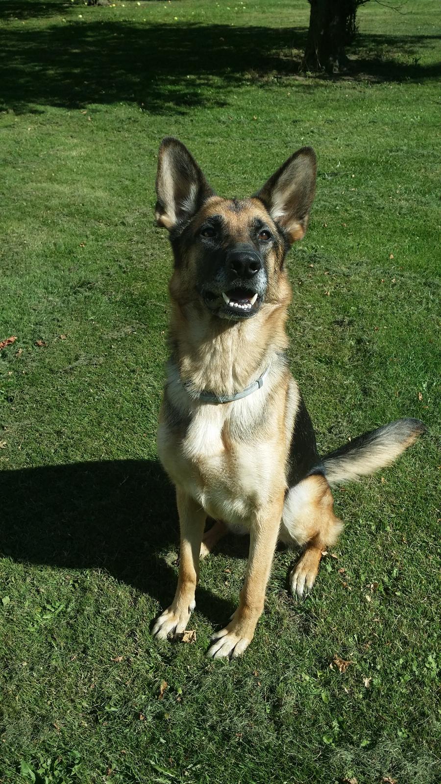 Schæferhund Tika billede 16