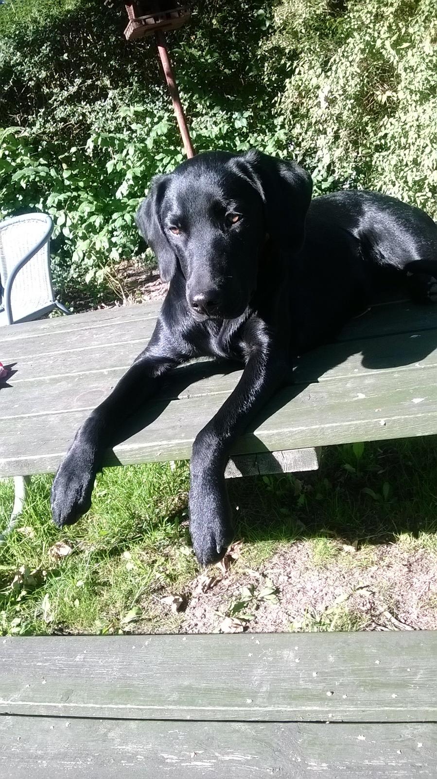 Labrador retriever Sif billede 18