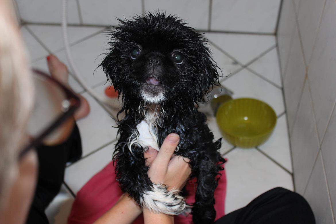 Blanding af racer Atlas - Sjovt badebillede af Atlas. <3 billede 7