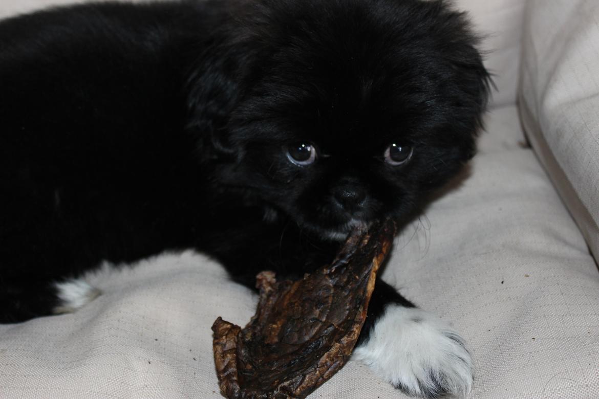 Blanding af racer Atlas billede 12