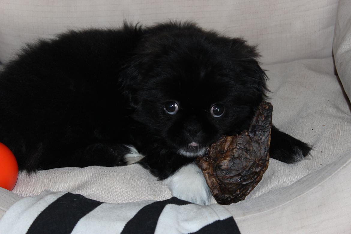 Blanding af racer Atlas - Første gang man spiser sådan en lækkeri! billede 10