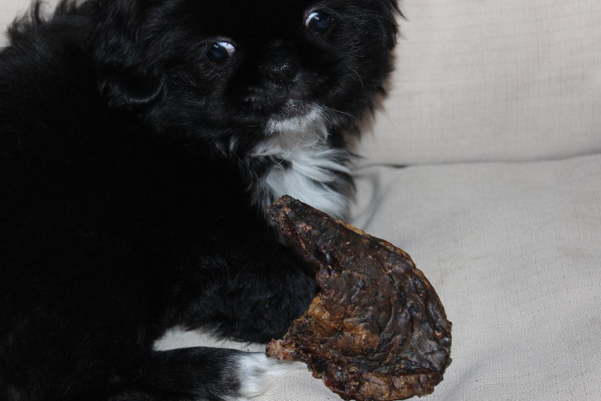 Blanding af racer Atlas - En smule skeløjet? billede 11