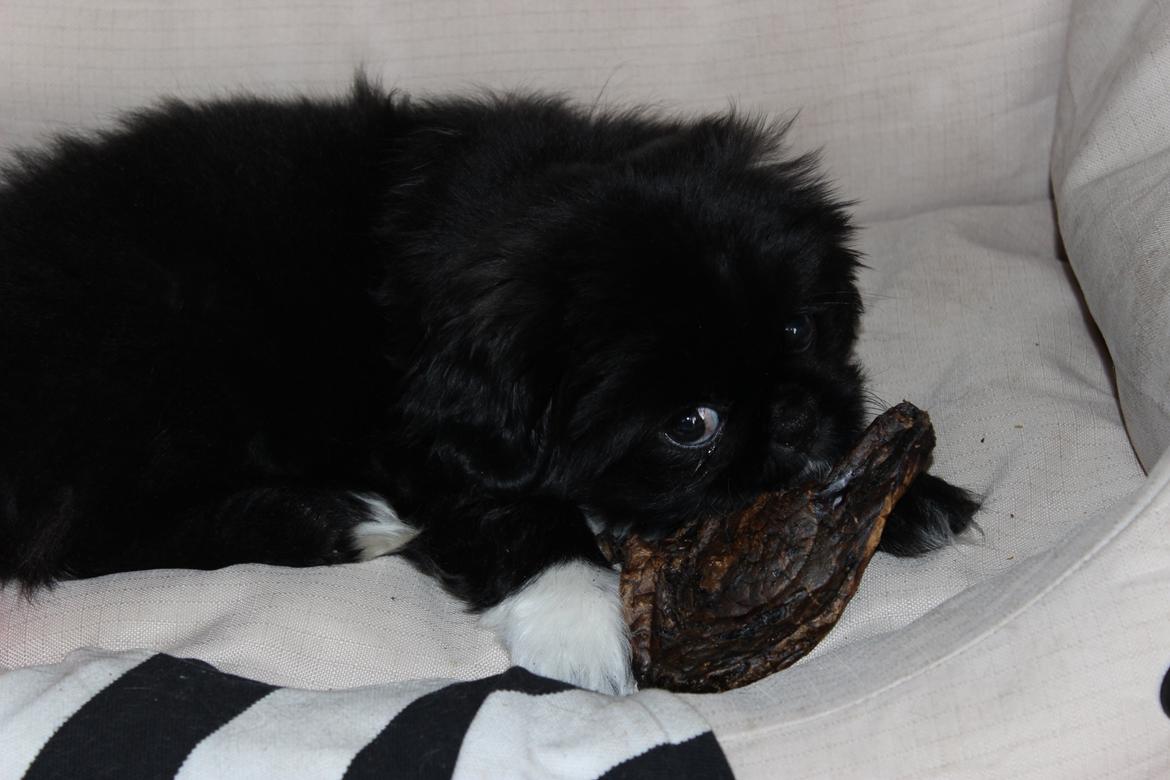 Blanding af racer Atlas billede 13