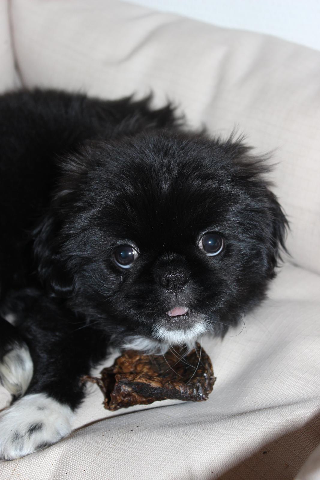 Blanding af racer Atlas - Når "Mor" siger Kig her, så bliver der bestemt kigget!  billede 8