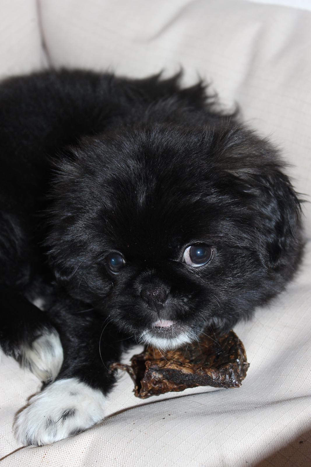 Blanding af racer Atlas - "Flirte ansigt" billede 9