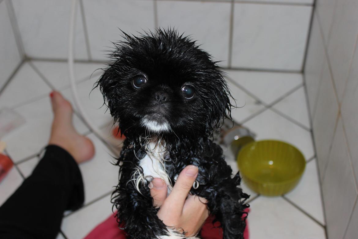 Blanding af racer Atlas - I bad for første gang. <3 billede 6