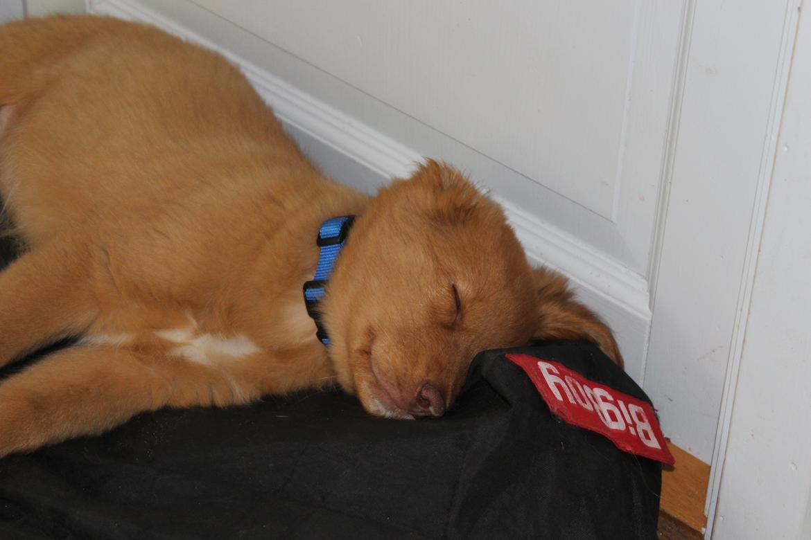 Nova scotia duck tolling retriever Maiko - En meget træt hund - 9 uger billede 15