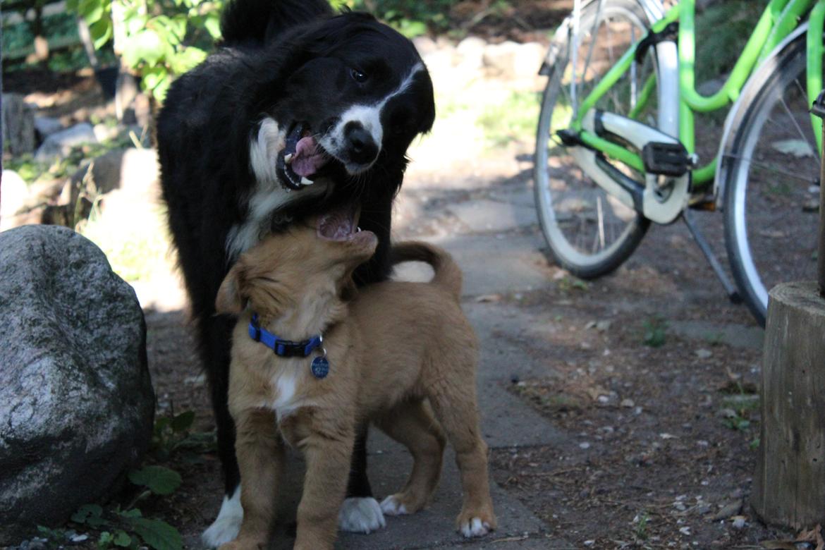 Nova scotia duck tolling retriever Maiko - Legetid - 9 uger billede 18