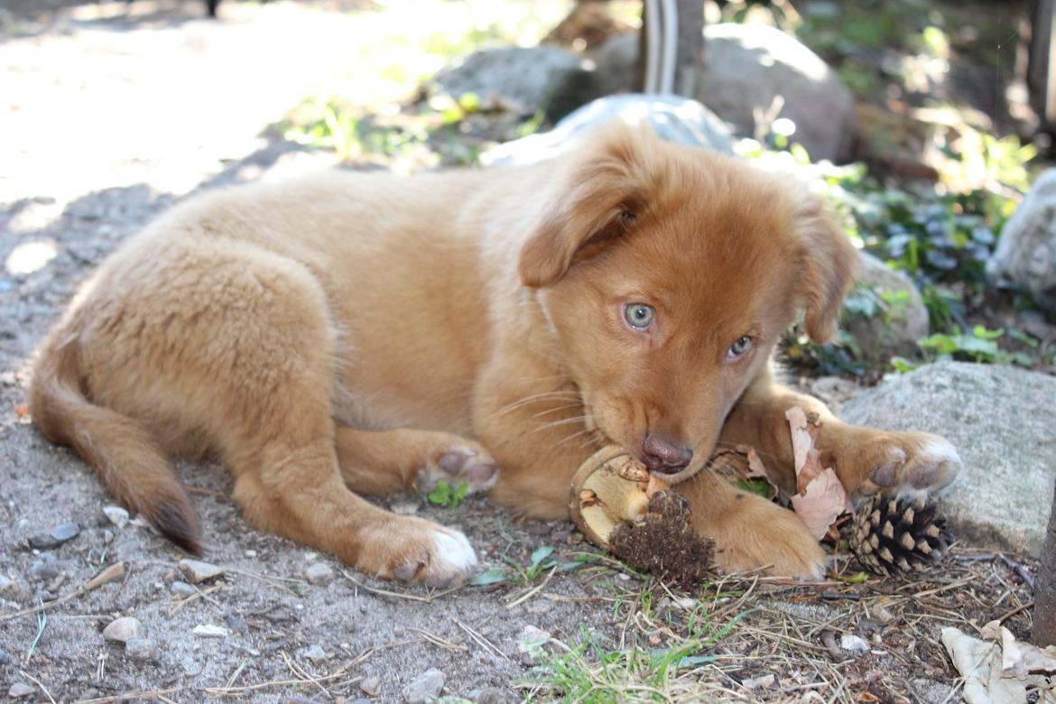 Nova scotia duck tolling retriever Maiko - Maiko fandt en svamp! - 9 uger billede 21
