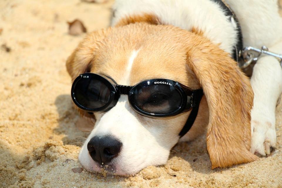 Beagle Macy - Macy er ved at være lidt træt og vil gerne slappe af. så det var alt her fra. Håber i nød det.  billede 22